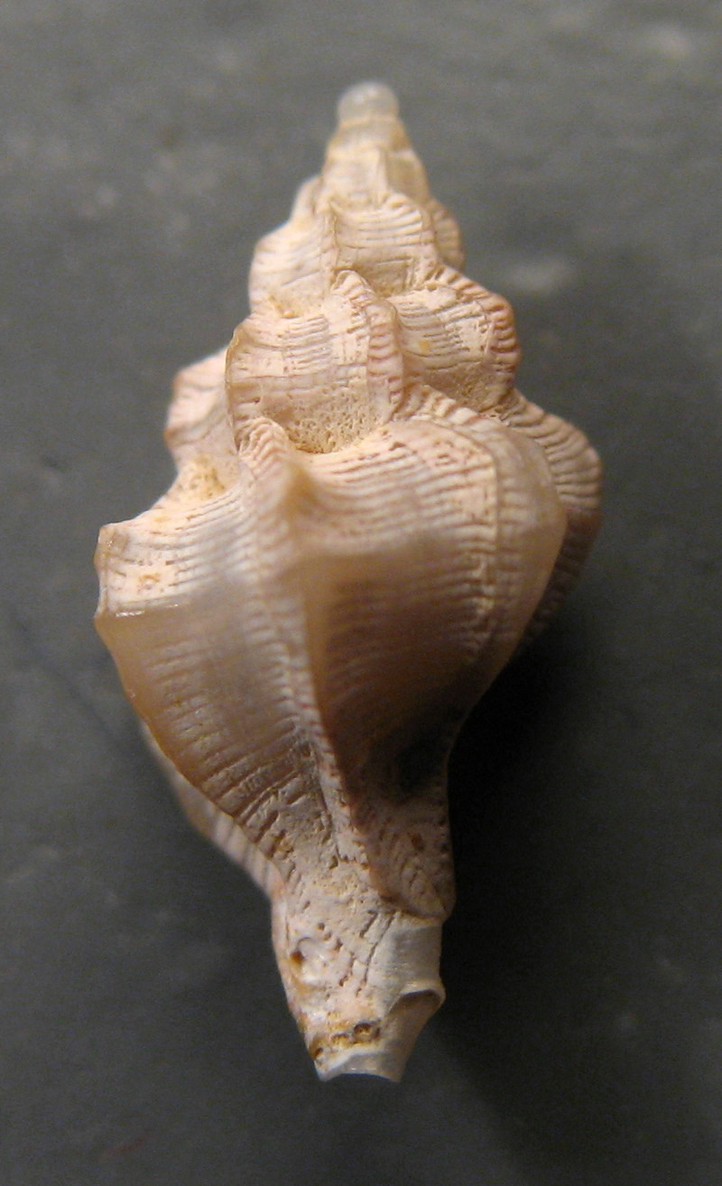 Dermomurex  (Dermomurex) scalaroides